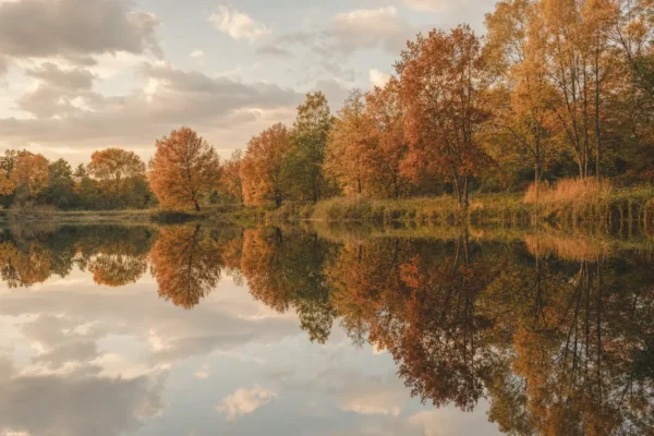 Aguas en calma reflejando los arboles al atardecer